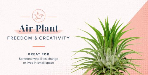 گلها و گیاهان و نماد و شخصیت شناسی آنهاFlowers and plants and their symbolism and personality
مجموعه تولیدی سیدوس ,تولید کننده گلدان پلاستیکی سیدوس ,بیش از 120نوع, اعم از گلدان استوانه ای پلاستیکی سیدوس,گلدان الماسی پلاستیکی سیدوس,گلدان مربعی پلاستیکی,گلدان مثلثی پلاستیکی,گلدان گرد پلاستیکی ,باکس مستطیلی,در اندازه های کاکتوسی تا درختچه ای