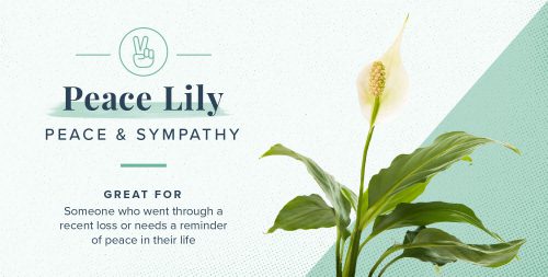 گلها و گیاهان و نماد و شخصیت شناسی آنهاFlowers and plants and their symbolism and personality
مجموعه تولیدی سیدوس ,تولید کننده گلدان پلاستیکی سیدوس ,بیش از 120نوع, اعم از گلدان استوانه ای پلاستیکی سیدوس,گلدان الماسی پلاستیکی سیدوس,گلدان مربعی پلاستیکی,گلدان مثلثی پلاستیکی,گلدان گرد پلاستیکی ,باکس مستطیلی,در اندازه های کاکتوسی تا درختچه ای