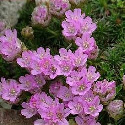 Armeria Juniperifolia گلدان پلاستیکی سیدوس و گل آرمریا,چمن هلندی,عود قرمز,باغبانی در باغ,)