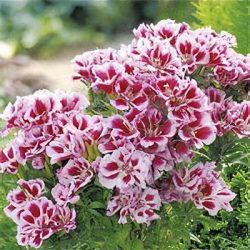 گل ریحانی با نام علمی (Clarkia grandiflora) مجموعه تولیدی سیدوس تولید کننده گلدان پلاستیکی سیدوس