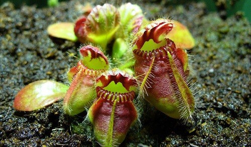 گیاهان گوشتخوار (Carnivorous plant) مجموعه تولیدی سیدوس ,تولید کننده گلدان پلاستیکی سیدوس