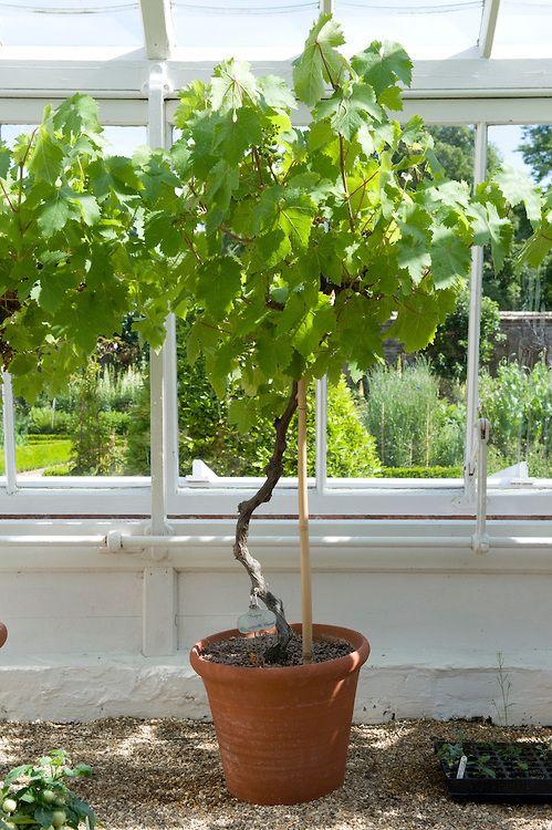 کاشت درخت انگور در گلدان پلاستیکی سیدوسPlanting grapevines in plastic pots Sidoos مجموعه تولیدی سیدوس ,تولید کننده گلدان پلاستیکی سیدوس ,بیش از 120نوع, اعم از گلدان استوانه ای پلاستیکی سیدوس,گلدان الماسی پلاستیکی سیدوس,گلدان مربعی پلاستیکی,گلدان مثلثی پلاستیکی,گلدان گرد پلاستیکی ,باکس مستطیلی,در اندازه های کاکتوسی تا درختچه ای