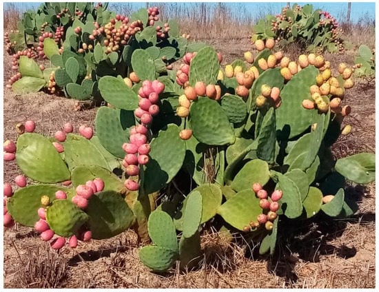 کاکتوس برگ دار Cactus with leaves (19 types) مجموعه تولیدی سیدوس تولید کننده گلدان پلاستیکی سیدوس