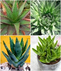 گیاه آلوئه ورا Aloe variegate مجموعه تولیدی سیدوس تولید کننده گلدان پلاستیکی سیدوس