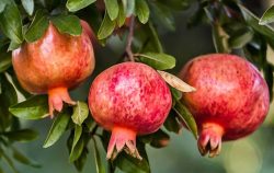 درخت انار ومزایای نگهداری آن در خانه Pomegranate tree and the benefits of keeping it at home مجموعه تولیدی سیدوس ,تولید کننده گلدان پلاستیکی سیدوس ,بیش از 120نوع, اعم از گلدان استوانه ای پلاستیکی سیدوس,گلدان الماسی پلاستیکی سیدوس,گلدان مربعی پلاستیکی,گلدان مثلثی پلاستیکی,گلدان گرد پلاستیکی ,باکس مستطیلی,در اندازه های کاکتوسی تا درختچه ای