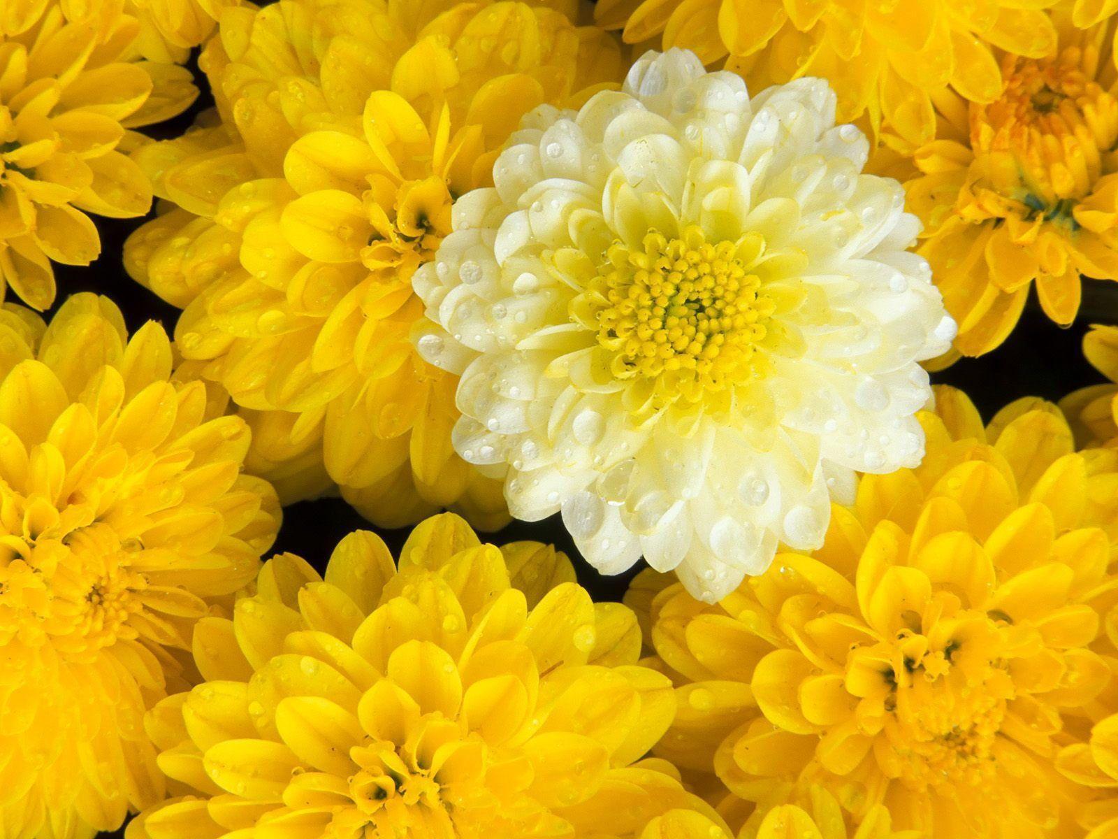 گل داوودی Chrysanthemum مجموعه تولیدی سیدوس,تولید کننده گلدان پلاستیکی سیدوس
