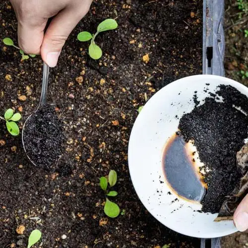 تفاله قهوه ومزایای آن برای گیاهان Coffee grounds and their benefits for plants گلدان پلاستیکی Plastic pot, plastic vase مجموعه تولیدی سیدوس ,تولید کننده گلدان پلاستیکی سیدوس ,بیش از 120نوع, اعم از گلدان استوانه ای پلاستیکی سیدوس,گلدان الماسی پلاستیکی سیدوس,گلدان مربعی پلاستیکی,گلدان مثلثی پلاستیکی,گلدان گرد پلاستیکی ,باکس مستطیلی,در اندازه های کاکتوسی تا درختچه ای