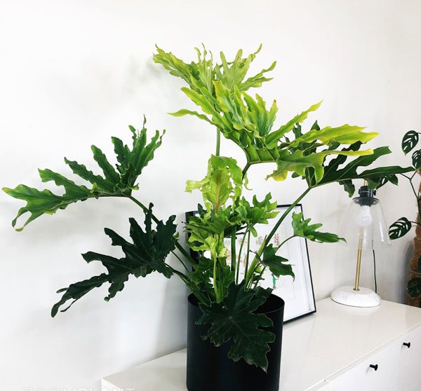 فیلودندرون ها وراز سرسبزی آنها در گلدان های سیدوس Philodendrons and the secret of their lushness گلدان پلاستیکی Plastic pot, plastic vase مجموعه تولیدی سیدوس ,تولید کننده گلدان پلاستیکی سیدوس ,بیش از 120نوع, اعم از گلدان استوانه ای پلاستیکی سیدوس,گلدان الماسی پلاستیکی سیدوس,گلدان مربعی پلاستیکی,گلدان مثلثی پلاستیکی,گلدان گرد پلاستیکی ,باکس مستطیلی,در اندازه های کاکتوسی تا درختچه ای