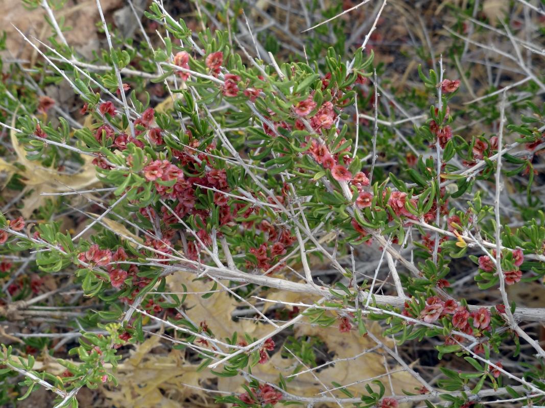گیاه پرند یا پیارَند Pteropyrum aucheri مجموعه تولیدی سیدوس ,تولید کننده گلدان پلاستیکی سیدوس ,بیش از 120نوع, اعم از گلدان استوانه ای پلاستیکی سیدوس,گلدان الماسی پلاستیکی سیدوس,گلدان مربعی پلاستیکی,گلدان مثلثی پلاستیکی,گلدان گرد پلاستیکی ,باکس مستطیلی,در اندازه های کاکتوسی تا درختچه ای