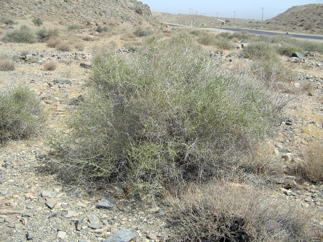 گیاه پرند یا پیارَندPteropyrum aucheri مجموعه تولیدی سیدوس ,تولید کننده گلدان پلاستیکی سیدوس ,بیش از 120نوع, اعم از گلدان استوانه ای پلاستیکی سیدوس,گلدان الماسی پلاستیکی سیدوس,گلدان مربعی پلاستیکی,گلدان مثلثی پلاستیکی,گلدان گرد پلاستیکی ,باکس مستطیلی,در اندازه های کاکتوسی تا درختچه ای 