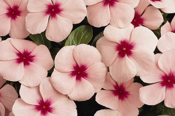 گل حنا با نام انگلیسی Touch me not و نام علمی Impatiens از گیاهان علفی خانواده Balsaminaceae محسوب می‌شود.مجموعه تولیدی سیدوس ,تولید کننده گلدان پلاستیکی سیدوس ,بیش از 120نوع, اعم از گلدان استوانه ای پلاستیکی سیدوس,گلدان الماسی پلاستیکی سیدوس,گلدان مربعی پلاستیکی,گلدان مثلثی پلاستیکی,گلدان گرد پلاستیکی ,باکس مستطیلی,در اندازه های کاکتوسی تا درختچه ای