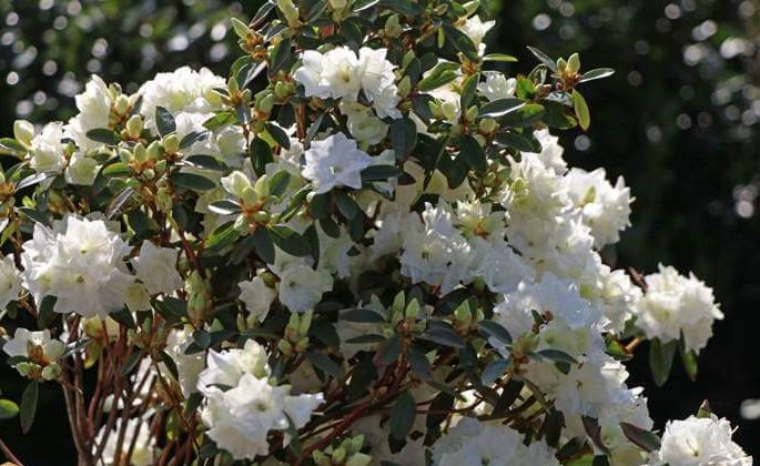 گل برف ماه آوریل گل رودودندرون Rhododendron ponticum رودودندرون خرزه هندی مجموعه تولیدی سیدوس تولید کننده گلدان پلاستیکی سیدوس