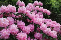 Rhododendron ponticum رودودندرون خرزه هندی مجموعه تولیدی سیدوس تولید کننده گلدان پلاستیکی سیدوس