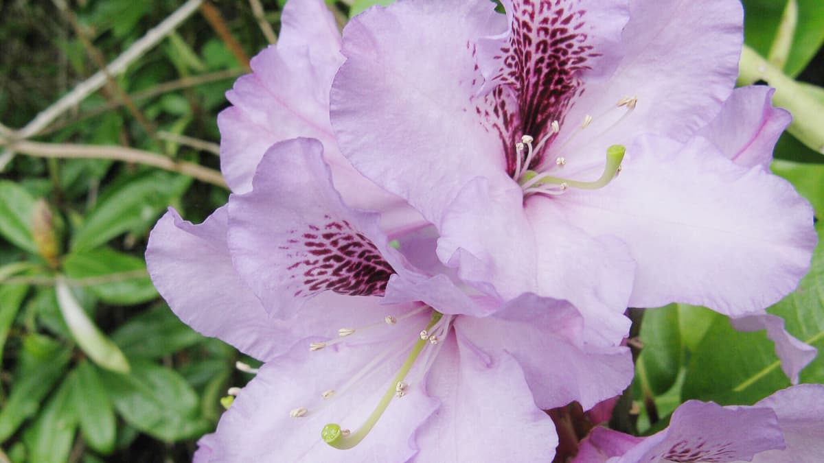 Rhododendron ponticum رودودندرون خرزه هندی مجموعه تولیدی سیدوس تولید کننده گلدان پلاستیکی سیدوس