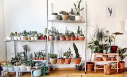 جنس گلدان ها ومقایسه تناسب آن برای گیاهان Types of pots and their suitability for plants مجموعه تولیدی سیدوس ,تولید کننده گلدان پلاستیکی سیدوس ,بیش از 120نوع, اعم از گلدان استوانه ای پلاستیکی سیدوس,گلدان الماسی پلاستیکی سیدوس,گلدان مربعی پلاستیکی,گلدان مثلثی پلاستیکی,گلدان گرد پلاستیکی ,باکس مستطیلی,در اندازه های کاکتوسی تا درختچه ای