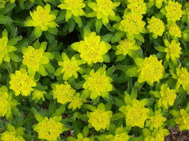 گل فرفیون یا مرجان؛ گیاهی با عمر طولانیEuphorbiaceae
نام علمي	Euphorbia rigida
مجموعه تولیدی سیدوس تولید کننده گلدان پلاستیکی سیدوس