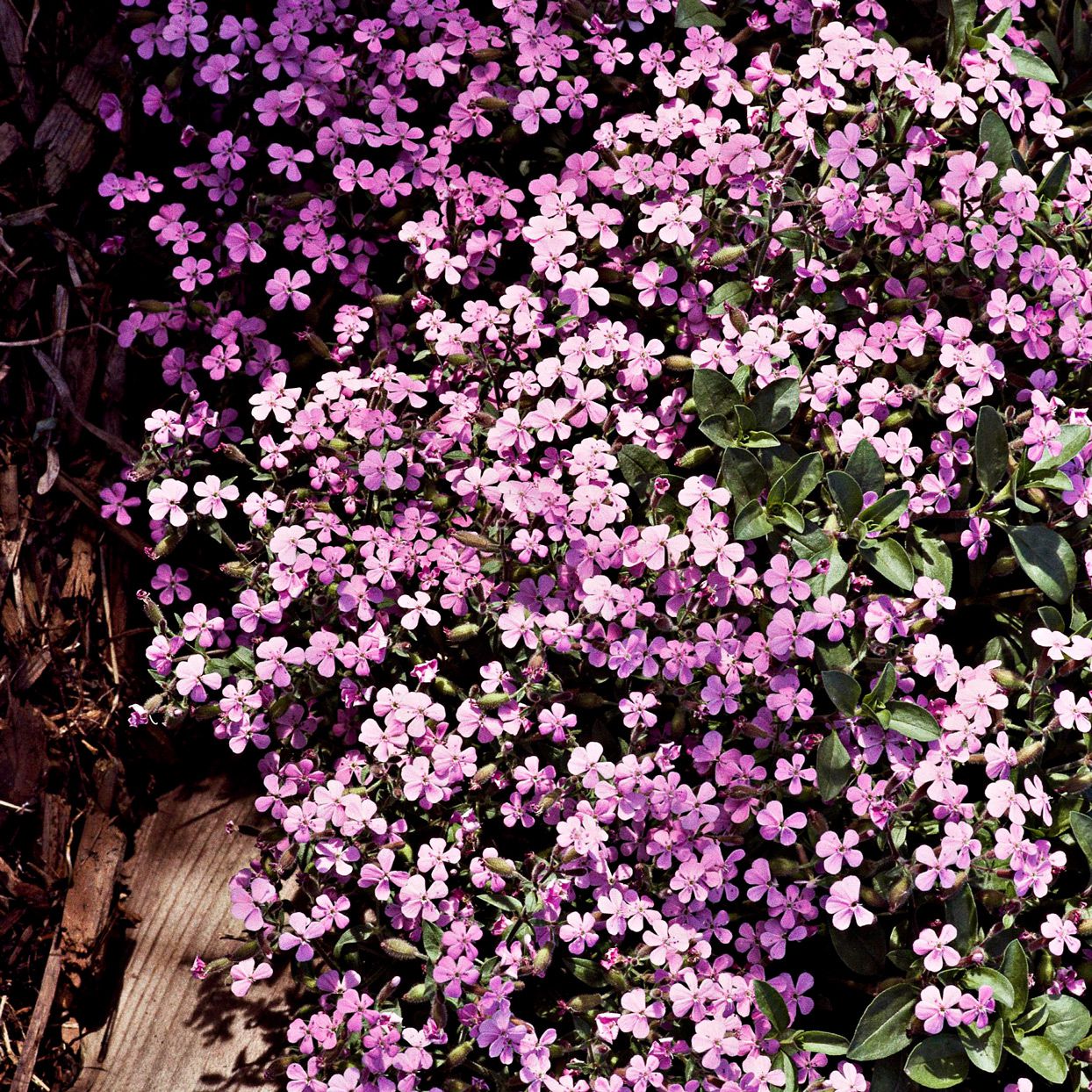 گیاهان پوششی (به انگلیسی: Cover crop)، به گیاهانی گفته می‌شود که برای پوشاندن خاک کاشته می‌شوند نه برای برداشت.مجموعه تولیدی سیدوس ,تولید کننده گلدان پلاستیکی سیدوس ,بیش از 120نوع, اعم از گلدان استوانه ای پلاستیکی سیدوس,گلدان الماسی پلاستیکی سیدوس,گلدان مربعی پلاستیکی,گلدان مثلثی پلاستیکی,گلدان گرد پلاستیکی ,باکس مستطیلی,در اندازه های کاکتوسی تا درختچه ای