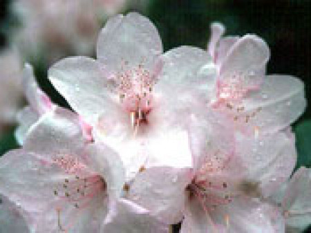  گل رودودندرون Rhododendron ponticum رودودندرون خرزه هندی مجموعه تولیدی سیدوس تولید کننده گلدان پلاستیکی سیدوس