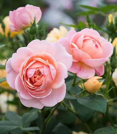 گل رز وشرایط نگهداری از آنRoses and their care requirements گلدان پلاستیکی Plastic pot, plastic vase مجموعه تولیدی سیدوس ,تولید کننده گلدان پلاستیکی سیدوس ,بیش از 120نوع, اعم از گلدان استوانه ای پلاستیکی سیدوس,گلدان الماسی پلاستیکی سیدوس,گلدان مربعی پلاستیکی,گلدان مثلثی پلاستیکی,گلدان گرد پلاستیکی ,باکس مستطیلی,در اندازه های کاکتوسی تا درختچه ای