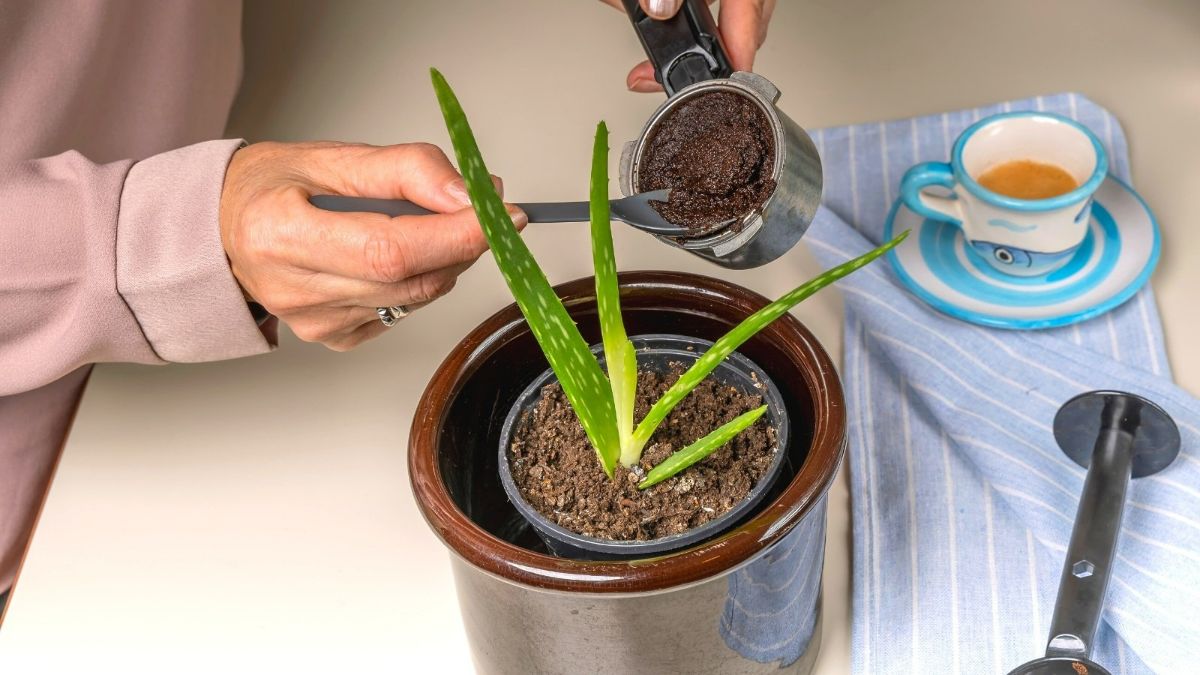 تفاله قهوه ومزایای آن برای گیاهان Coffee grounds and their benefits for plants گلدان پلاستیکی Plastic pot, plastic vase مجموعه تولیدی سیدوس ,تولید کننده گلدان پلاستیکی سیدوس ,بیش از 120نوع, اعم از گلدان استوانه ای پلاستیکی سیدوس,گلدان الماسی پلاستیکی سیدوس,گلدان مربعی پلاستیکی,گلدان مثلثی پلاستیکی,گلدان گرد پلاستیکی ,باکس مستطیلی,در اندازه های کاکتوسی تا درختچه ای