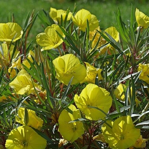 گل اوزارک ساندروپس/ پامچال میسوری (Ozark Sundrops)نام علمی: (Oenothera macrocarpa)