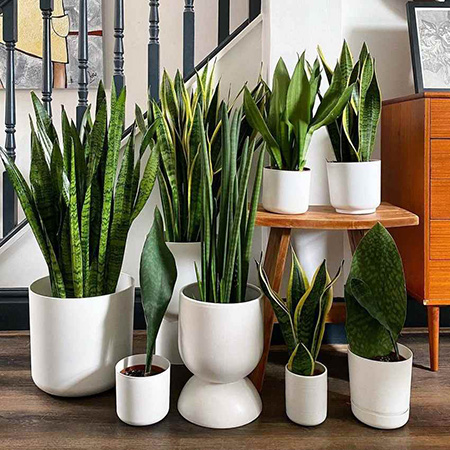 درختچه های آپارتمانی در گلدان پلاستیکی سیدوسApartment shrubs in plastic pots Sidoos
مجموعه تولیدی سیدوس ,تولید کننده گلدان پلاستیکی سیدوس ,بیش از 120نوع, اعم از گلدان استوانه ای پلاستیکی سیدوس,گلدان الماسی پلاستیکی سیدوس,گلدان مربعی پلاستیکی,گلدان مثلثی پلاستیکی,گلدان گرد پلاستیکی ,باکس مستطیلی,در اندازه های کاکتوسی تا درختچه ای