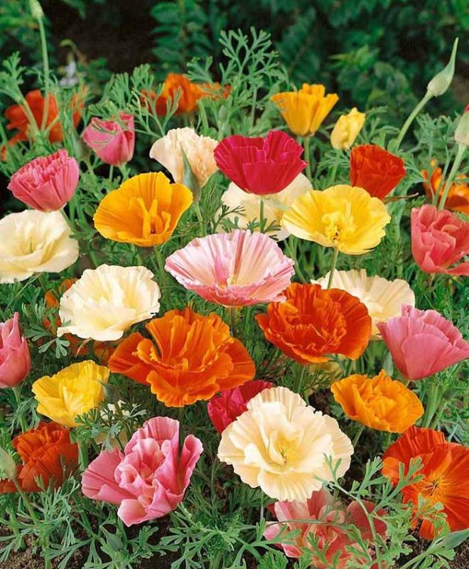 گل شقایق کالیفرنیا یا شقایق باغی (California Poppy)نام علمی: (Eschscholzia californica)