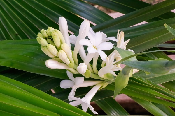 گل مریم که با نام علمی “Polianthes tuberosa” شناخته می‌شود، یکی از گیاهان زیبا و خوشبو از تیره نرگسیان است.مجموعه تولیدی سیدوس ,تولید کننده گلدان پلاستیکی سیدوس ,بیش از 120نوع, اعم از گلدان استوانه ای پلاستیکی سیدوس,گلدان الماسی پلاستیکی سیدوس,گلدان مربعی پلاستیکی,گلدان مثلثی پلاستیکی,گلدان گرد پلاستیکی ,باکس مستطیلی,در اندازه های کاکتوسی تا درختچه ای