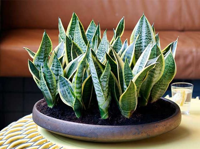 گل سانسوری,شمشیریSansevieria trifasciata 
مجموعه تولیدی سیدوس تولید کننده گلدان پلاستیکی سیدوس ,مانند گلدان استوانه ای پلاستیکی سیدوس