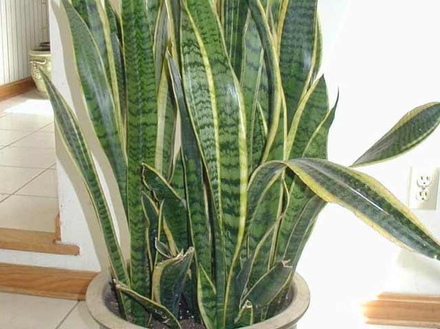  گیاه سانسوریا یا زبان مادر شوهر (Sansevieria trifasciata)مجموعه تولیدی سیدوس ,تولید کننده گلدان پلاستیکی سیدوس ,بیش از 120نوع, اعم از گلدان استوانه ای پلاستیکی سیدوس,گلدان الماسی پلاستیکی سیدوس,گلدان مربعی پلاستیکی,گلدان مثلثی پلاستیکی,گلدان گرد پلاستیکی ,باکس مستطیلی,در اندازه های کاکتوسی تا درختچه ای