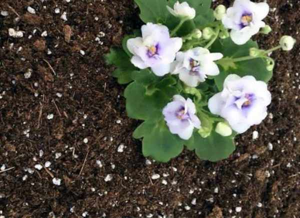 بهترین خاک برای گلدانThe best soil for pots
مجموعه تولیدی سیدوس ,تولید کننده گلدان پلاستیکی سیدوس ,بیش از 120نوع, اعم از گلدان استوانه ای پلاستیکی سیدوس,گلدان الماسی پلاستیکی سیدوس,گلدان مربعی پلاستیکی,گلدان مثلثی پلاستیکی,گلدان گرد پلاستیکی ,باکس مستطیلی,در اندازه های کاکتوسی تا درختچه ای