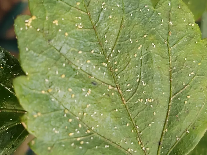 پشه زدن گیاهان وبررسی چگونگی ورفع آنMosquito bites on plants and how to fix it
مجموعه تولیدی سیدوس ,تولید کننده گلدان پلاستیکی سیدوس ,بیش از 120نوع, اعم از گلدان استوانه ای پلاستیکی سیدوس,گلدان الماسی پلاستیکی سیدوس,گلدان مربعی پلاستیکی,گلدان مثلثی پلاستیکی,گلدان گرد پلاستیکی ,باکس مستطیلی,در اندازه های کاکتوسی تا درختچه ای