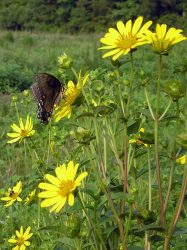 گل سیلفیوم perfoliatum Silphium خانواده Asteraceae مجموعه تولیدی سیدوس ,تولید کننده گلدان پلاستیکی سیدوس