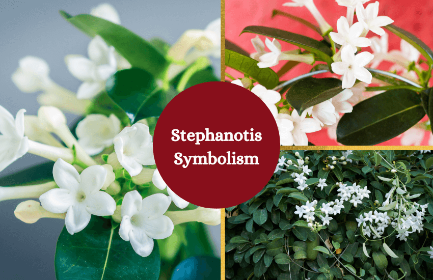 استفانوتیس (Stephanotis)مجموعه تولیدی سیدوس ,تولید کننده گلدان پلاستیکی سیدوس ,بیش از 120نوع, اعم از گلدان استوانه ای پلاستیکی سیدوس,گلدان الماسی پلاستیکی سیدوس,گلدان مربعی پلاستیکی,گلدان مثلثی پلاستیکی,گلدان گرد پلاستیکی ,باکس مستطیلی,در اندازه های کاکتوسی تا درختچه ای
