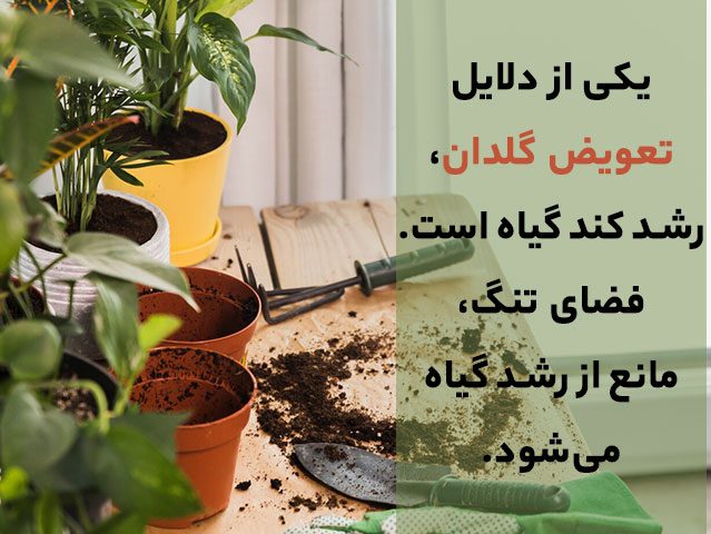 تعویض گلدان Change the pot مجموعه تولیدی سیبدوس تولید کننده گلدان پلاستیکی سیدوس اعم از گلدان استوانه ای پلاستیکی