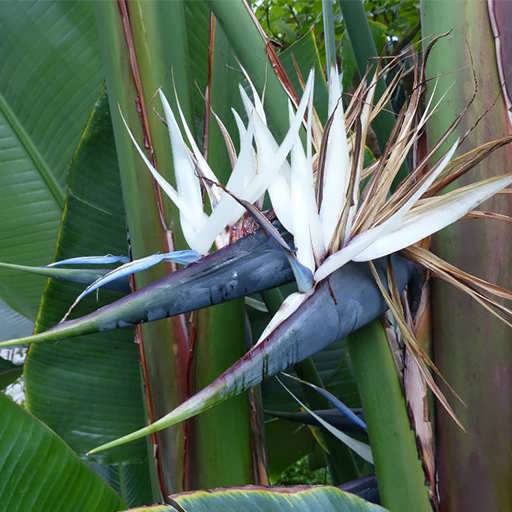 گل پرنده بهشتی یا استرلیتزیا (Strelitzia Reginae)مجموعه تولیدی سیدوس ,تولید کننده گلدان پلاستیکی سیدوس 