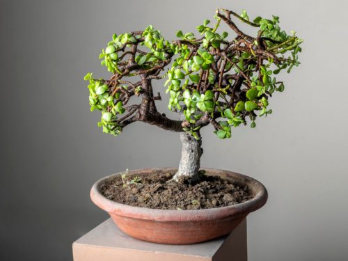 بونسای چیست؟تاریخچه بونسای وانواع آن What is bonsai? History of bonsai and its types مجموعه تولیدی سیدوس ,تولید کننده گلدان پلاستیکی سیدوس ,بیش از 120نوع, اعم از گلدان استوانه ای پلاستیکی سیدوس,گلدان الماسی پلاستیکی سیدوس,گلدان مربعی پلاستیکی,گلدان مثلثی پلاستیکی,گلدان گرد پلاستیکی ,باکس مستطیلی,در اندازه های کاکتوسی تا درختچه ای
