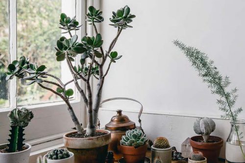 ساکولنت ها وکاکتوس ها Succulents and cacti
مجموعه تولیدی سیدوس ,تولید کننده گلدان پلاستیکی سیدوس ,بیش از 120نوع, اعم از گلدان استوانه ای پلاستیکی سیدوس,گلدان الماسی پلاستیکی سیدوس,گلدان مربعی پلاستیکی,گلدان مثلثی پلاستیکی,گلدان گرد پلاستیکی ,باکس مستطیلی,در اندازه های کاکتوسی تا درختچه ای