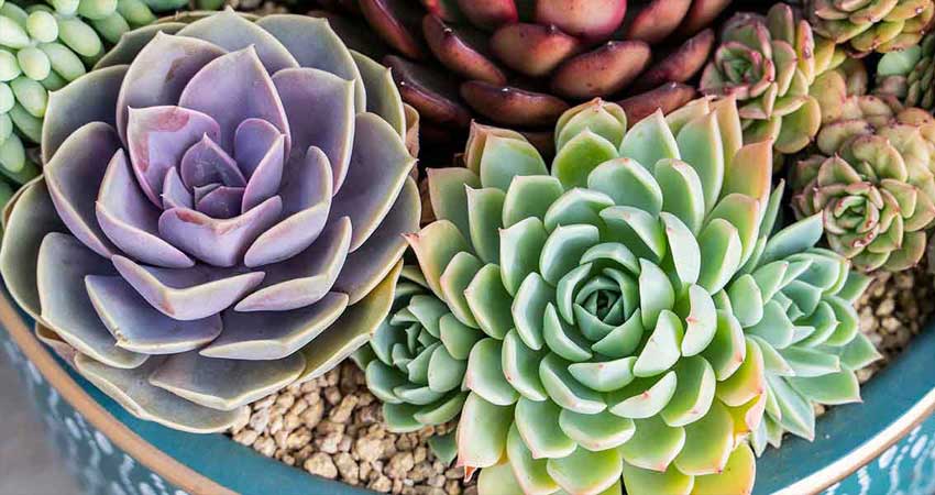 ساکولنت و2روش تکثیر آن Succulents and 2 methods of propagation مجموعه تولیدی سیدوس ,تولید کننده گلدان پلاستیکی سیدوس ,بیش از 120نوع, اعم از گلدان استوانه ای پلاستیکی سیدوس,گلدان الماسی پلاستیکی سیدوس,گلدان مربعی پلاستیکی,گلدان مثلثی پلاستیکی,گلدان گرد پلاستیکی ,باکس مستطیلی,در اندازه های کاکتوسی تا درختچه ای تدوین:مینو غفوری ساداتیه آدرس اینستاگرام:gooldono.stand.sidoos@ تلفن:09308743868