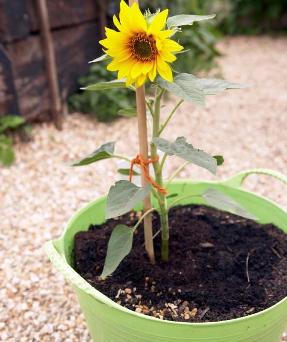 Sunflower in Sidoos rubber pot
گل آفتابگردان در گلدان پلاستیکی سیدوس
آفتابگردان خورشید طلایی
آفتابگردان بکاهای کوچک(Little Becka):