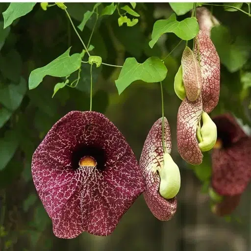 گل پیپ هلندی الگانسنام علمی: Aristolochia elegans نام لاتین: Calico flower vine مجموعه تولیدی سیدوس ,تولید کننده گلدان پلاستیکی سیدوس ,بیش از 120نوع, اعم از گلدان استوانه ای پلاستیکی سیدوس,گلدان الماسی پلاستیکی سیدوس,گلدان مربعی پلاستیکی,گلدان مثلثی پلاستیکی,گلدان گرد پلاستیکی ,باکس مستطیلی,در اندازه های کاکتوسی تا درختچه ای