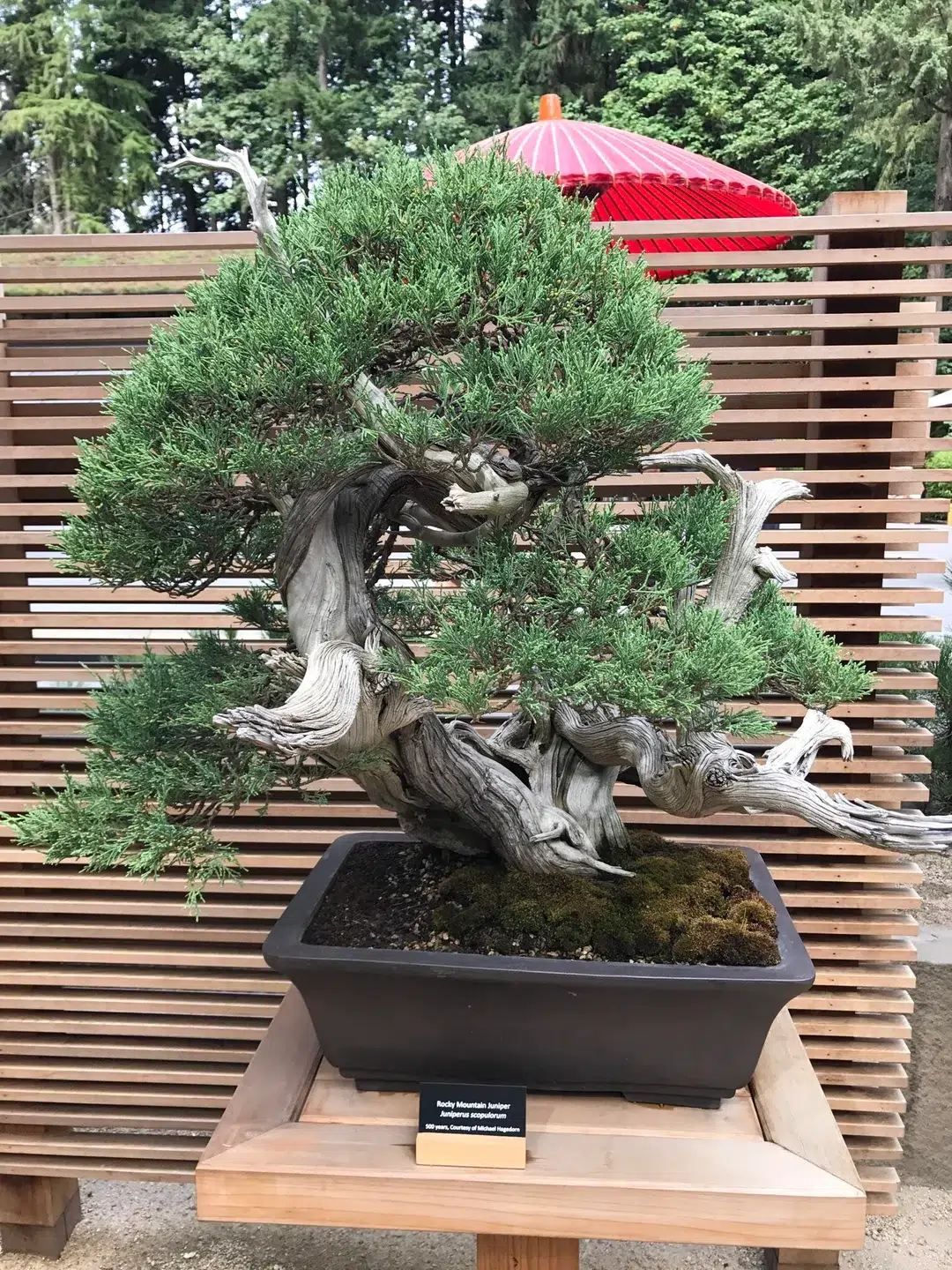 بونسای های عجیب و گرانبها در دنیاStrange and precious bonsai in the world
مجموعه تولیدی سیدوس ,تولید کننده گلدان پلاستیکی سیدوس ,بیش از 120نوع, اعم از گلدان استوانه ای پلاستیکی سیدوس,گلدان الماسی پلاستیکی سیدوس,گلدان مربعی پلاستیکی,گلدان مثلثی پلاستیکی,گلدان گرد پلاستیکی ,باکس مستطیلی,در اندازه های کاکتوسی تا درختچه ای