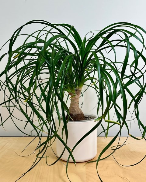 درختچه های آپارتمانی در گلدان پلاستیکی سیدوسApartment shrubs in plastic pots Sidoos
مجموعه تولیدی سیدوس ,تولید کننده گلدان پلاستیکی سیدوس ,بیش از 120نوع, اعم از گلدان استوانه ای پلاستیکی سیدوس,گلدان الماسی پلاستیکی سیدوس,گلدان مربعی پلاستیکی,گلدان مثلثی پلاستیکی,گلدان گرد پلاستیکی ,باکس مستطیلی,در اندازه های کاکتوسی تا درختچه ای