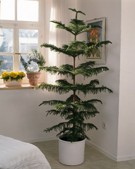 درختچه های آپارتمانی در گلدان پلاستیکی سیدوسApartment shrubs in plastic pots Sidoos
مجموعه تولیدی سیدوس ,تولید کننده گلدان پلاستیکی سیدوس ,بیش از 120نوع, اعم از گلدان استوانه ای پلاستیکی سیدوس,گلدان الماسی پلاستیکی سیدوس,گلدان مربعی پلاستیکی,گلدان مثلثی پلاستیکی,گلدان گرد پلاستیکی ,باکس مستطیلی,در اندازه های کاکتوسی تا درختچه ای