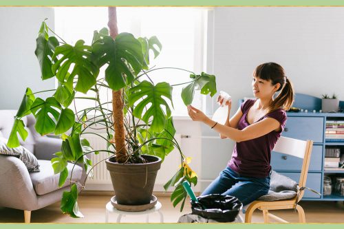 گل و گیاه آپارتمانی وتوصیه هایی هنگام خریدHouseplants and flowers and tips when buying مجموعه تولیدی سیدوس ,تولید کننده گلدان پلاستیکی سیدوس ,بیش از 120نوع, اعم از گلدان استوانه ای پلاستیکی سیدوس,گلدان الماسی پلاستیکی سیدوس,گلدان مربعی پلاستیکی,گلدان مثلثی پلاستیکی,گلدان گرد پلاستیکی ,باکس مستطیلی,در اندازه های کاکتوسی تا درختچه ای