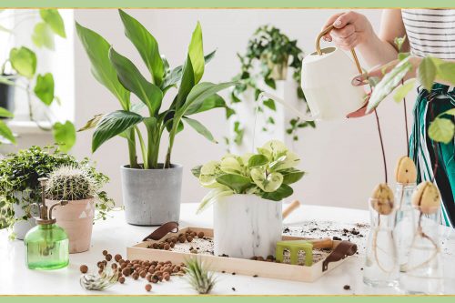 گل و گیاه آپارتمانی وتوصیه هایی هنگام خریدHouseplants and flowers and tips when buying مجموعه تولیدی سیدوس ,تولید کننده گلدان پلاستیکی سیدوس ,بیش از 120نوع, اعم از گلدان استوانه ای پلاستیکی سیدوس,گلدان الماسی پلاستیکی سیدوس,گلدان مربعی پلاستیکی,گلدان مثلثی پلاستیکی,گلدان گرد پلاستیکی ,باکس مستطیلی,در اندازه های کاکتوسی تا درختچه ای