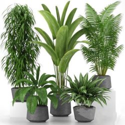 گیاهان آپارتمانی از نظر شکل ظاهری Houseplants in terms of appearance مجموعه تولیدی سیدوس ,تولید کننده گلدان پلاستیکی سیدوس ,بیش از 120نوع, اعم از گلدان استوانه ای پلاستیکی سیدوس,گلدان الماسی پلاستیکی سیدوس,گلدان مربعی پلاستیکی,گلدان مثلثی پلاستیکی,گلدان گرد پلاستیکی ,باکس مستطیلی,در اندازه های کاکتوسی تا درختچه ای