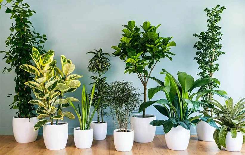درختچه های آپارتمانی در گلدان پلاستیکی سیدوس Apartment shrubs in plastic pots Sidoos مجموعه تولیدی سیدوس ,تولید کننده گلدان پلاستیکی سیدوس ,بیش از 120نوع, اعم از گلدان استوانه ای پلاستیکی سیدوس,گلدان الماسی پلاستیکی سیدوس,گلدان مربعی پلاستیکی,گلدان مثلثی پلاستیکی,گلدان گرد پلاستیکی ,باکس مستطیلی,در اندازه های کاکتوسی تا درختچه ای