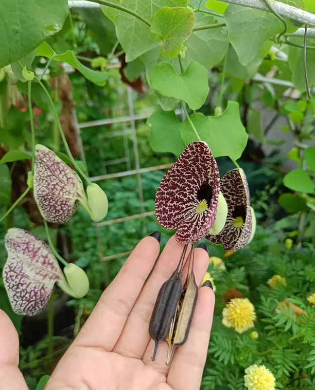 گل پیپ هلندی الگانسنام علمی: Aristolochia elegans نام لاتین: Calico flower vine مجموعه تولیدی سیدوس ,تولید کننده گلدان پلاستیکی سیدوس ,بیش از 120نوع, اعم از گلدان استوانه ای پلاستیکی سیدوس,گلدان الماسی پلاستیکی سیدوس,گلدان مربعی پلاستیکی,گلدان مثلثی پلاستیکی,گلدان گرد پلاستیکی ,باکس مستطیلی,در اندازه های کاکتوسی تا درختچه ای
