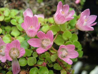 گل آناغالیسـ خانواده: Primulaceae

ـ نام علمی: Anagallis tenella Studland
مجموعه تولیدی سیدوس تولید کننده گلدان پلاستیکی سیدوس